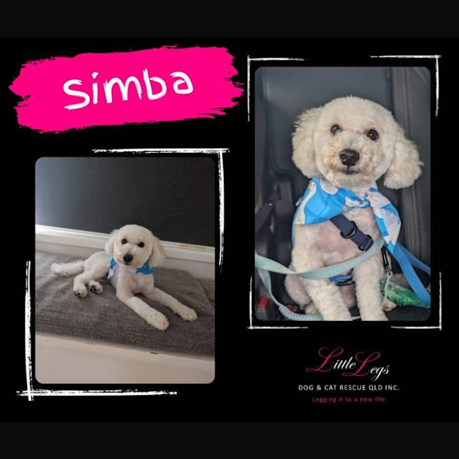 Photo of Simba