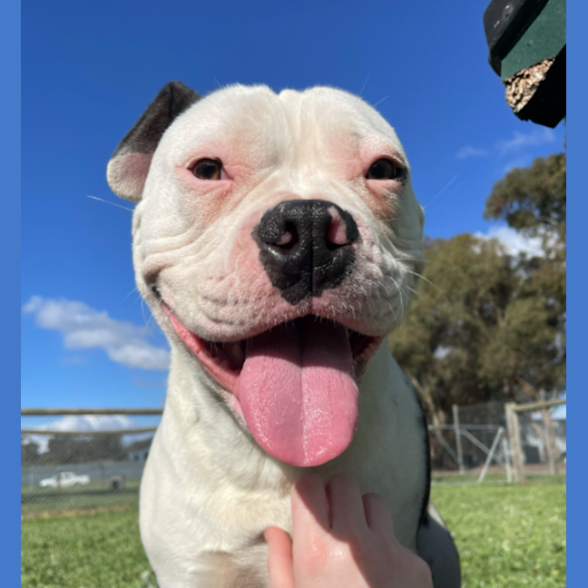 Photo of Kimbo