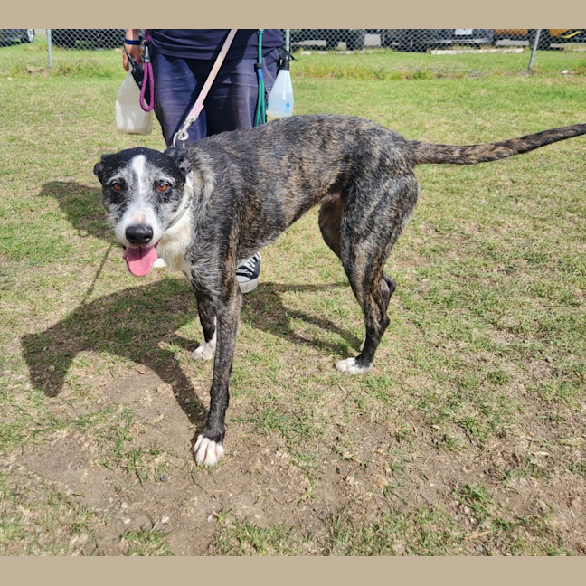 Photo of Minnie (55364)