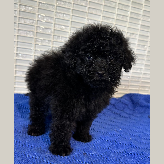 Photo of Spunky