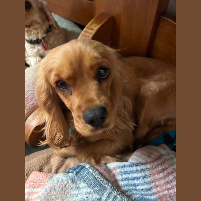 Photo of Celine 🐶 