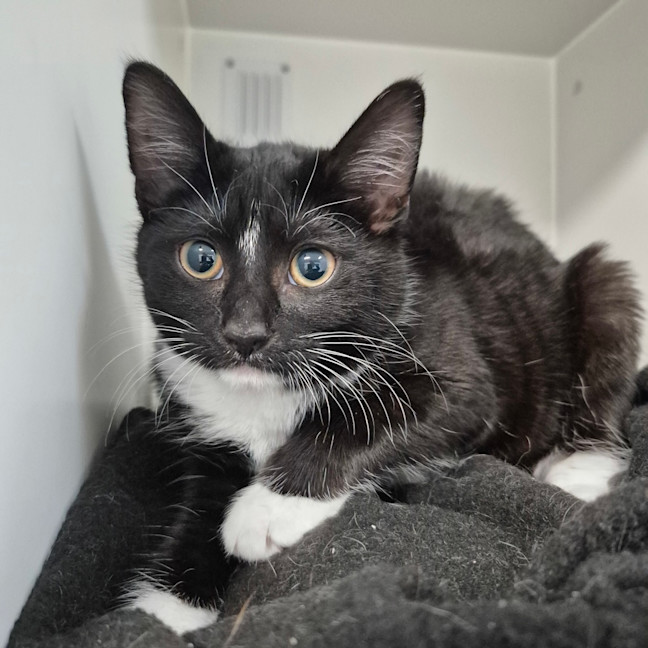 Photo of Cheddar