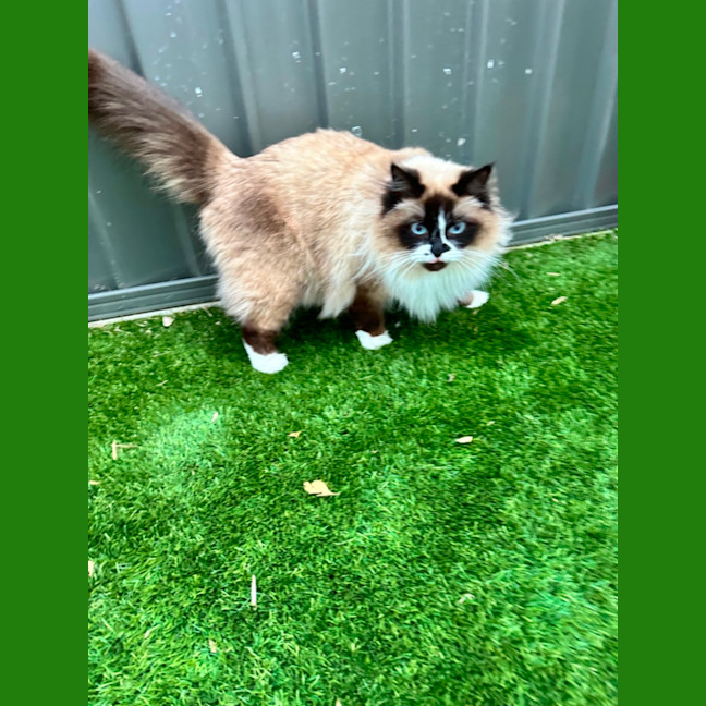Photo of Mocha And Rosie