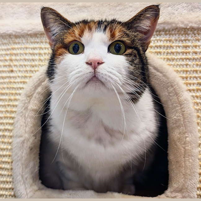 Photo of Pumpkin