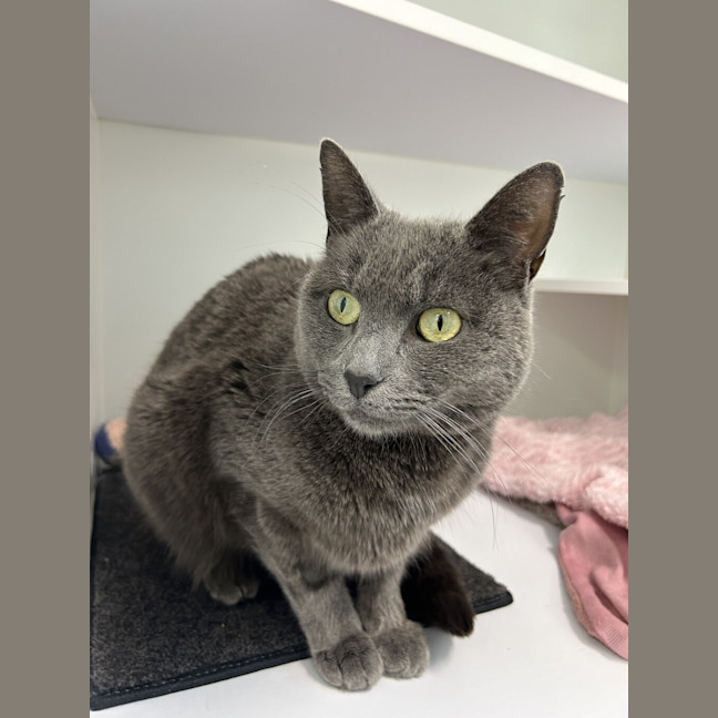 Photo of Smokey