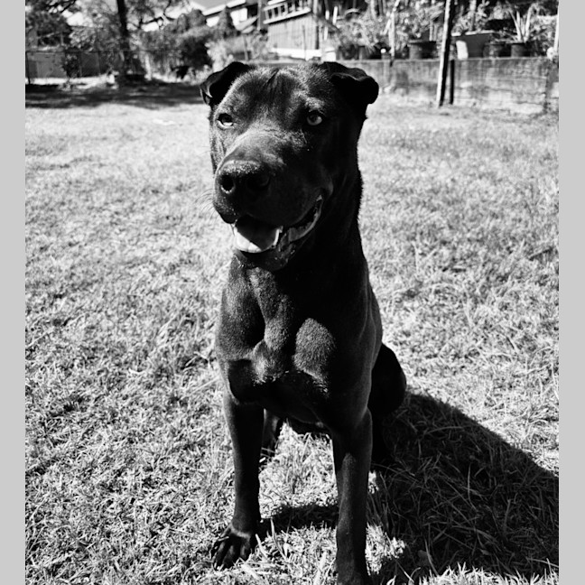 Photo of Bullet 