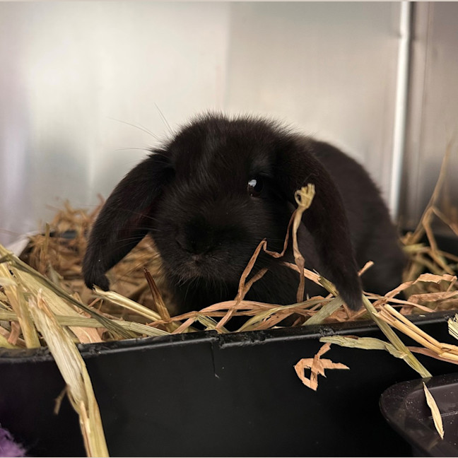Photo of Brownie