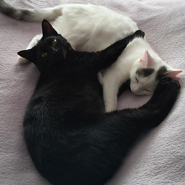 Photo of Toothless And Lychee