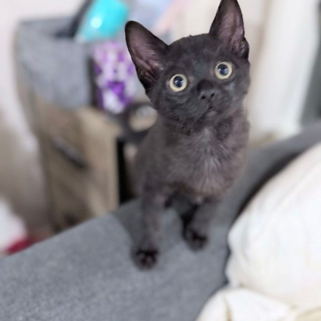 Photo of Nyx