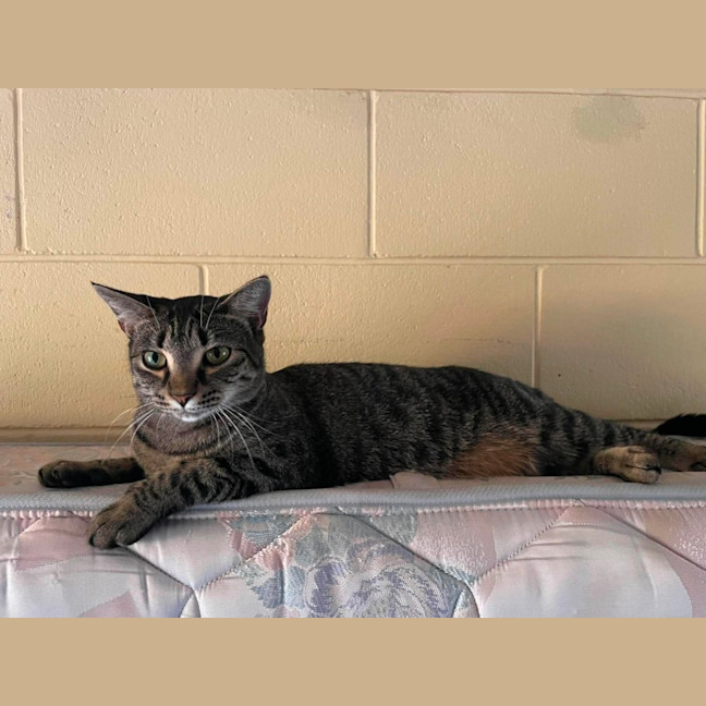 Photo of Nova