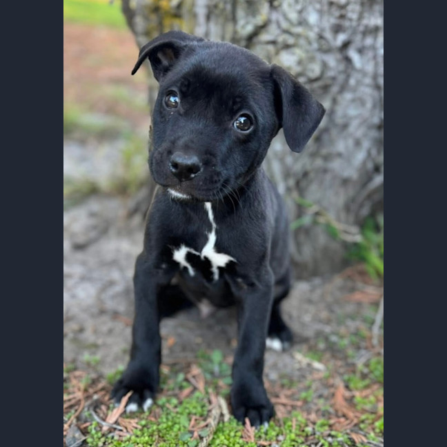 Photo of Huckleberry 