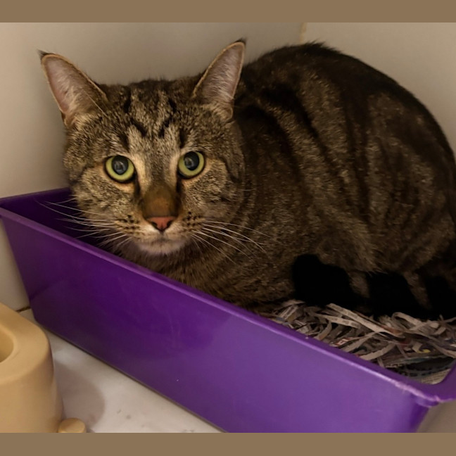 Photo of Otis