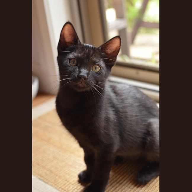 Photo of Sumi (Previously Chompa)