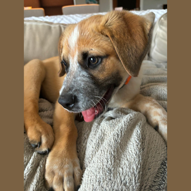 Photo of Oakley   12 Week Old Cattle Dog X Mastiff (Trial)