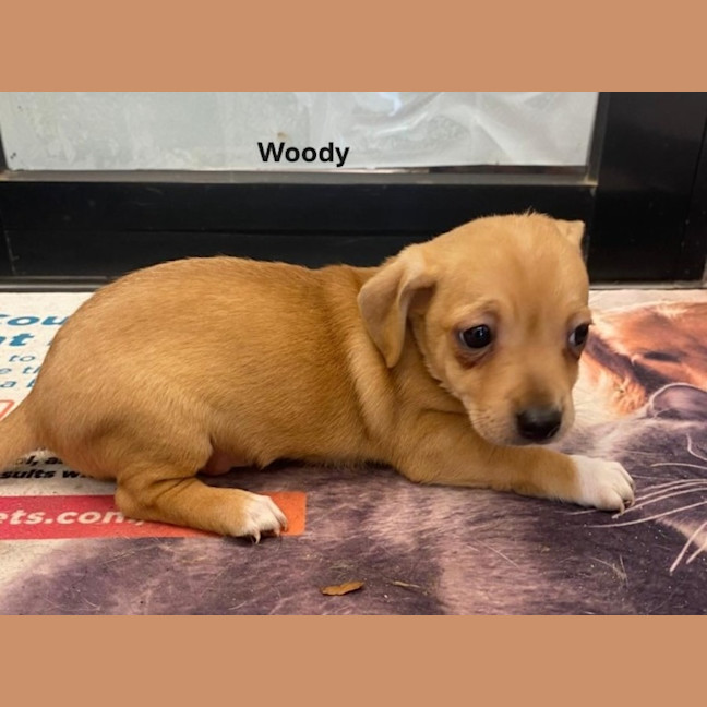 Photo of Jack Russell X Puppies!