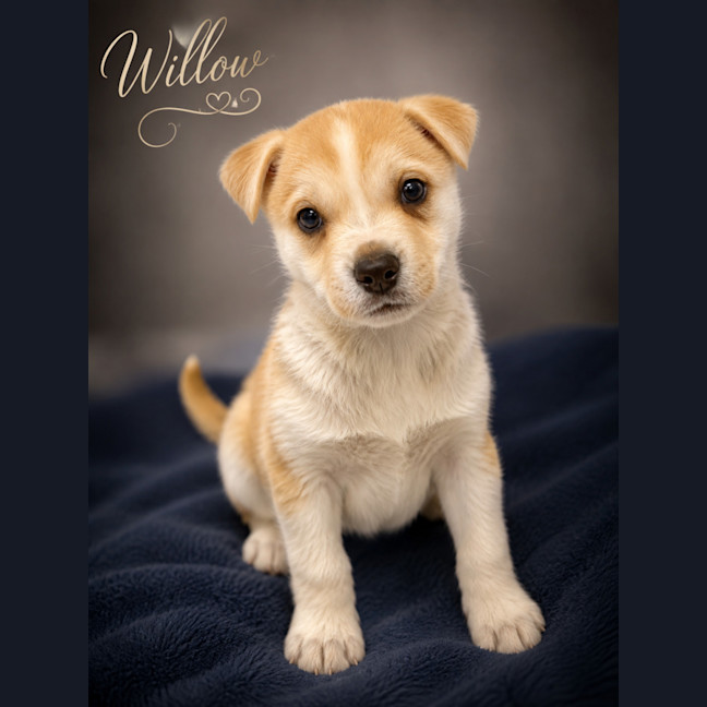 Photo of Willow