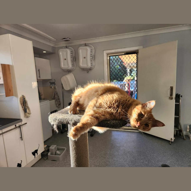 Photo of Archie