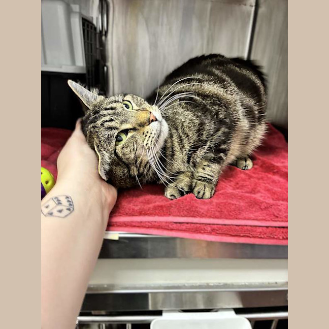 Photo of Mungo