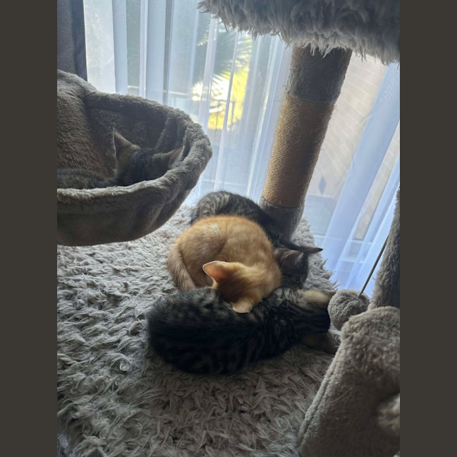 Photo of Waffles