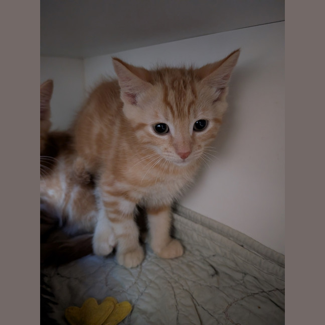 Photo of Pickle