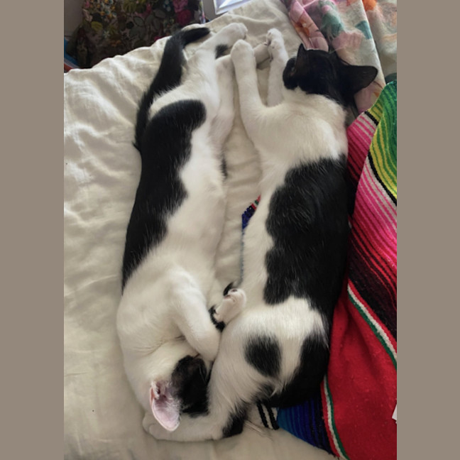 Photo of Berry & Cream