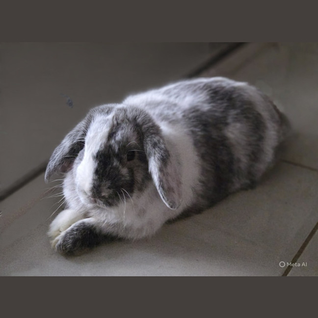 Photo of Pickles 