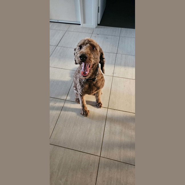 Photo of Milo   8 Year Old Labradoodle