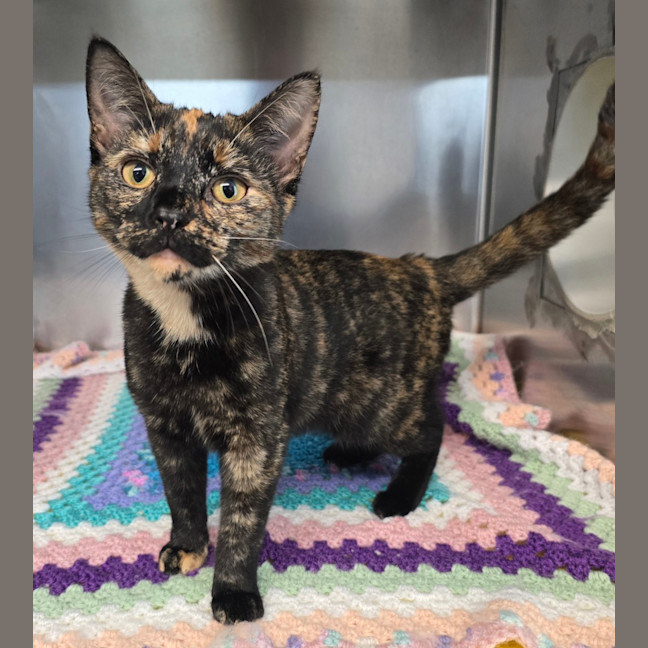 Photo of Monkey Now Maple