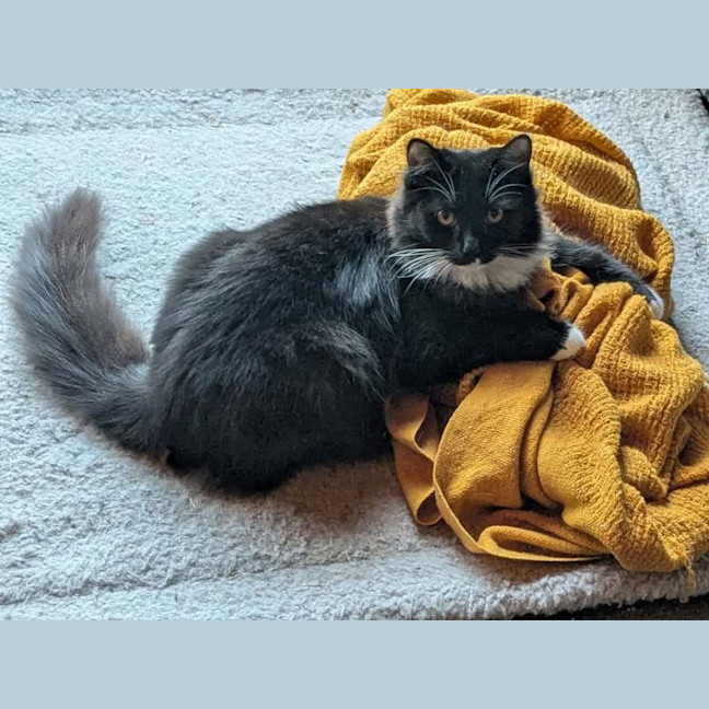 Photo of Opal *9 Lives Project Rescue*