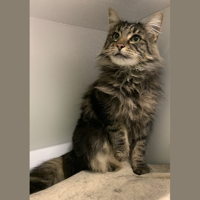 Photo of Fluffy