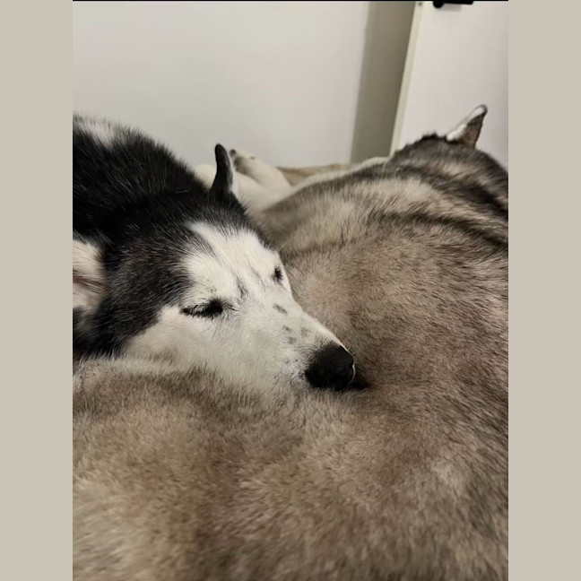Photo of Digga & Shadow