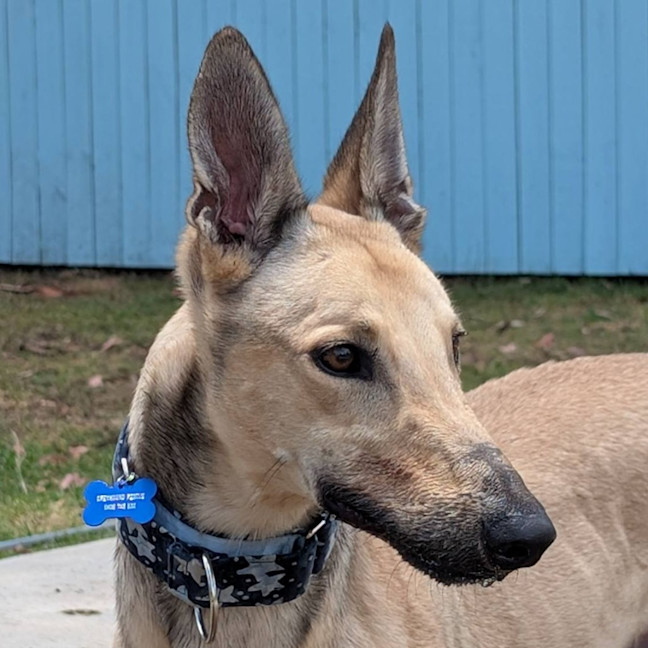 Photo of Oakie The Greyhound