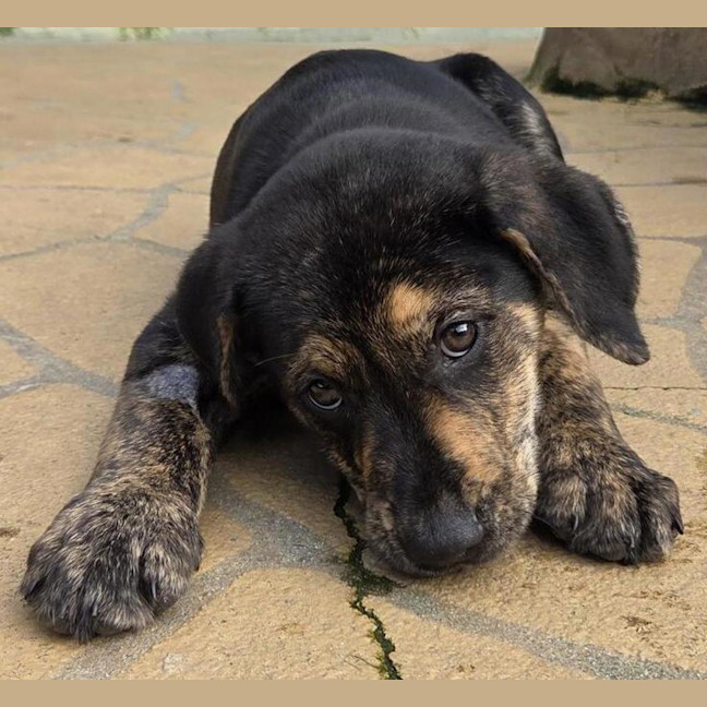 Photo of Milo