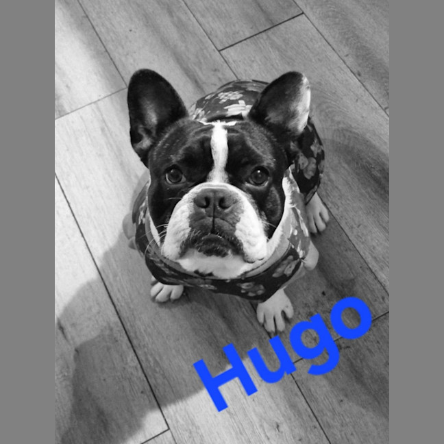 Photo of Hugo