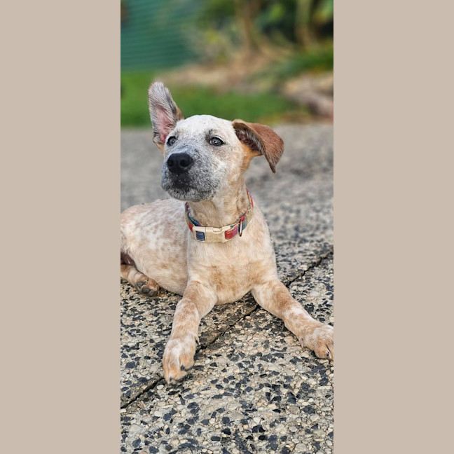 Photo of Ochre