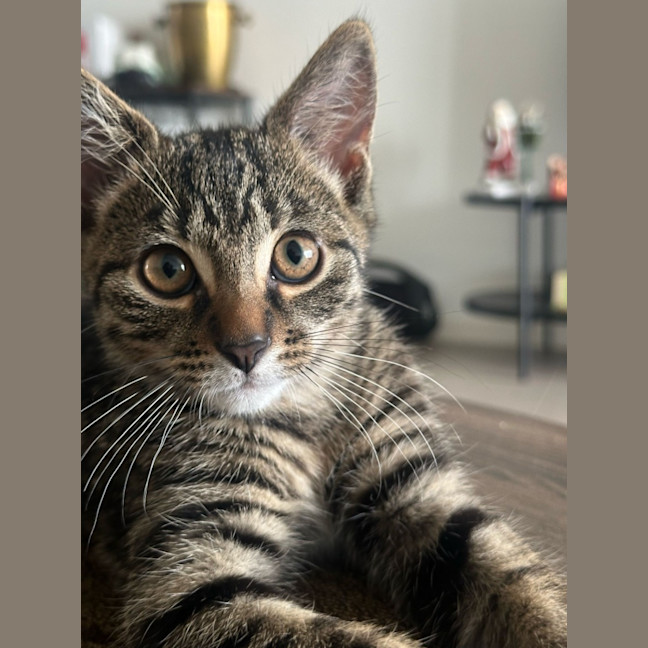 Photo of Marcus *Meet Me At Pet Stock Kingsford*