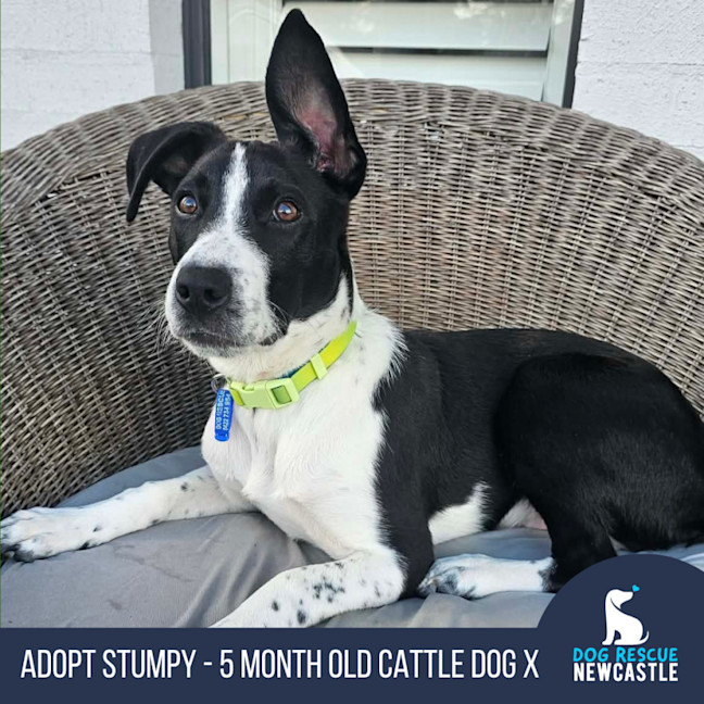 Photo of Stumpy   5 Month Old Cattle Dog X