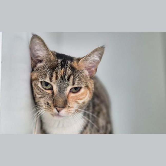 Photo of Matilda