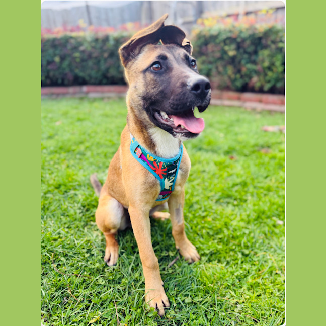 Photo of 🤎 Bowie 🤎