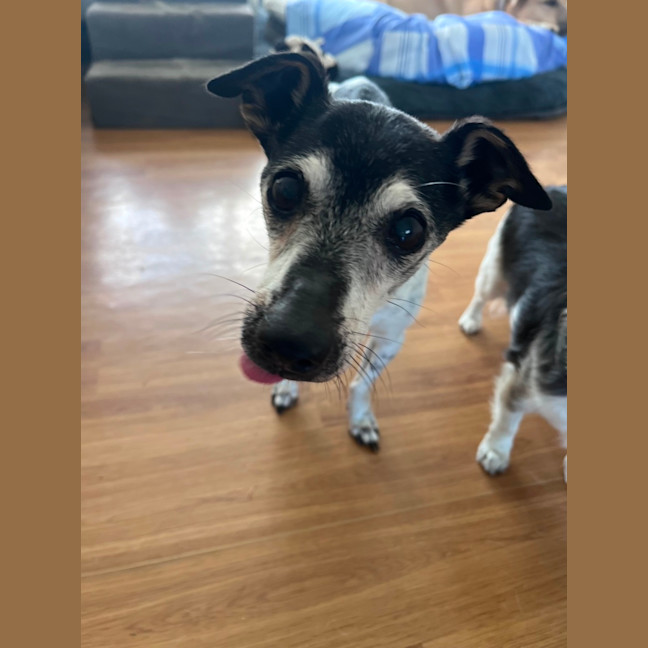 Photo of Chester & Mia 