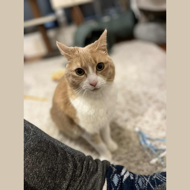 Photo of Mango   Located In Brunswick