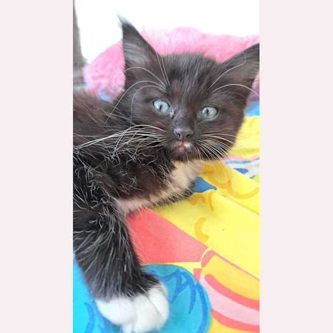 Photo of C1398 Greta