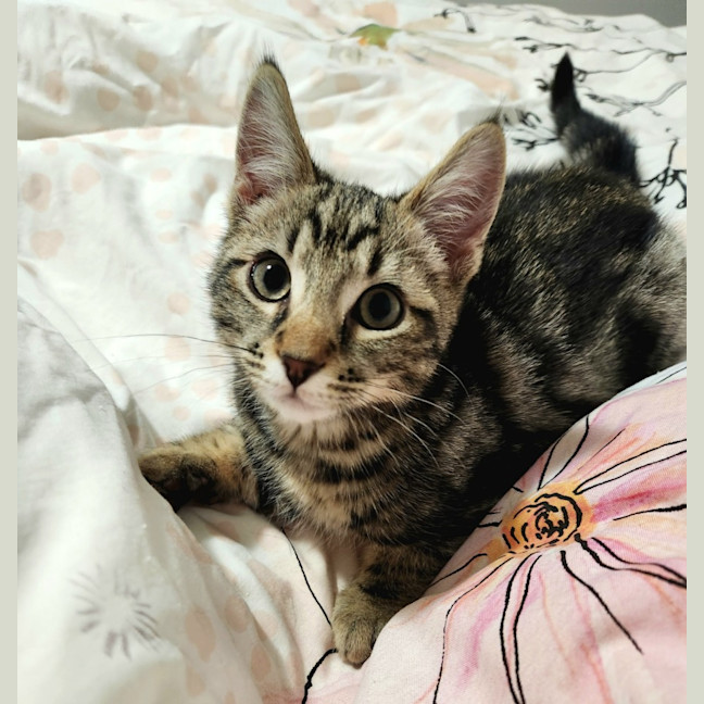 Photo of Mister Mason Munchy 