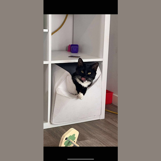 Photo of Sox