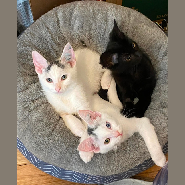 Photo of Ellie *9 Lives Project Rescue*