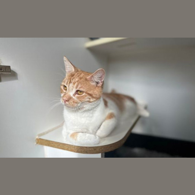 Photo of Ducky