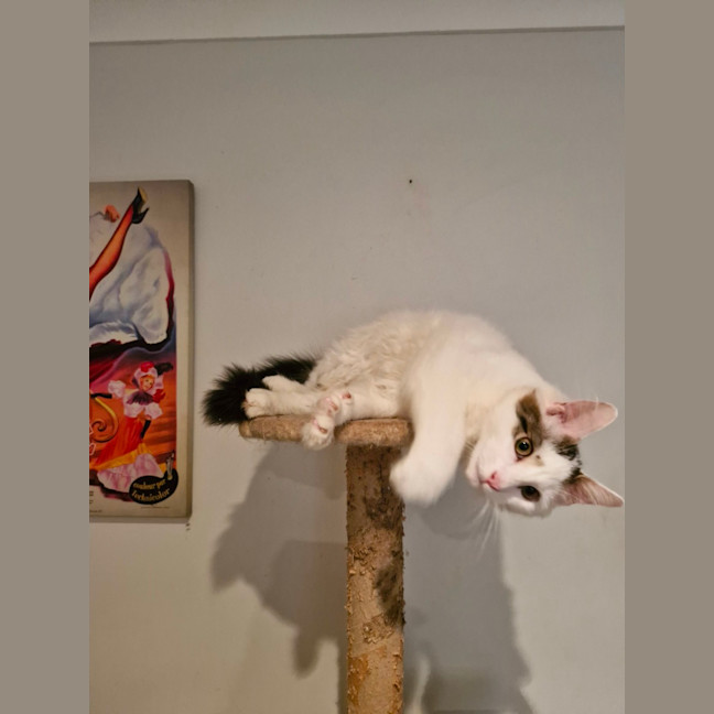 Photo of Rocco