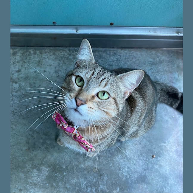 Photo of Siren