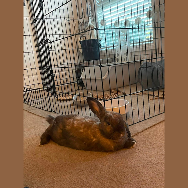 Photo of Emmett