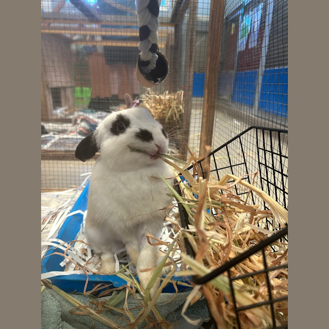 Photo of Snowball